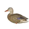 Avian X Duck decoys AXP Full Body Mallard Decoys 2 Avian X Duck decoys AXP Full Body Mallard Decoys -Hunting Sales Shop 460953 8061 LookOut Femelle