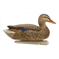 Avian X Duck decoys Topflight Open Water Mallard -Hunting Sales Shop 504819 8060 TeteHauteFemelle
